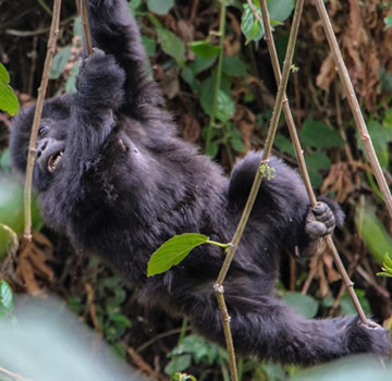 gorilla safaris in Bwindi